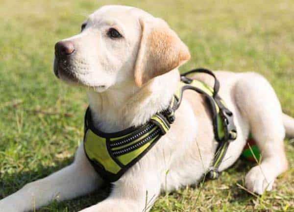 best dog collars and leashes
