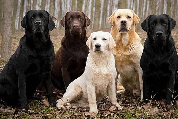 types of labrador dogs