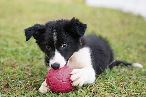moving ball dog toy