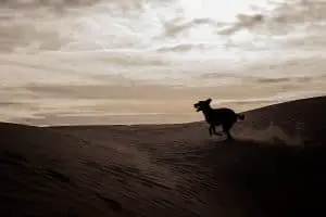 dog running on sand