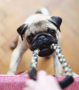 dog with tug toy