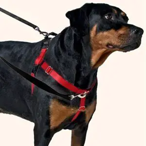 2 hounds design freedom no pull dog harness